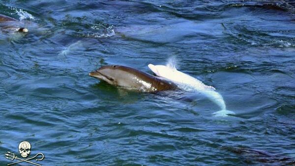Редкий белый дельфин обнаружен среди китообразных, которых намерены убить в Японии