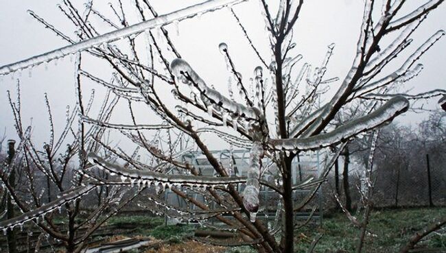 Ледяной дождь на Кубани, 21.01.2014