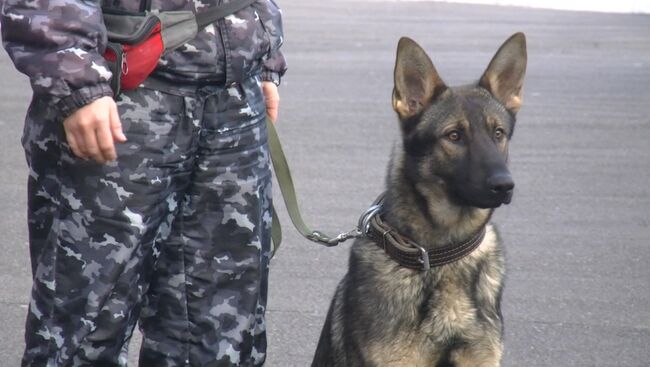 Собачий спецназ показали Красноярскому студенческому десанту