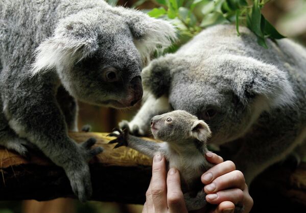 Детеныш коалы в зоопарке Дуйсбурга, Германия