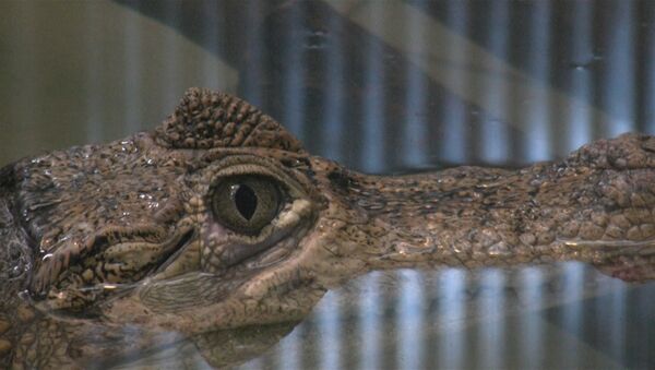Свадьба кайманов в Самаре: маленьких крокодильчиков ожидают к весне