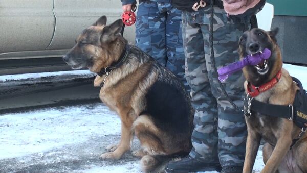 Медвежью лапу, пистолет и наркотики нашли таможенные собаки во Владивостоке