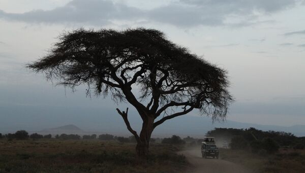 Национальный парк Амбосели, Кения. Архивное фото