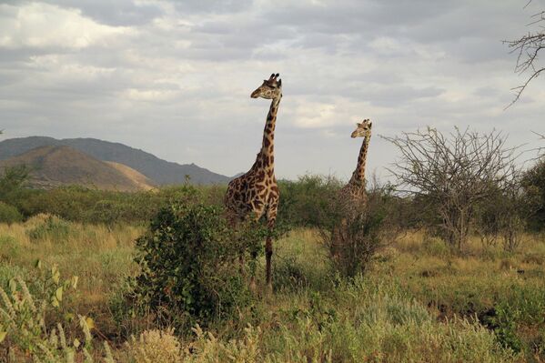 Жирафы в Кении