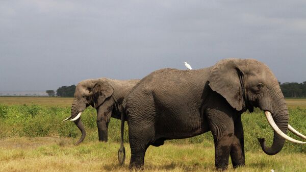 Слоны в Кении, Архивное фото