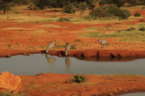 Зебры пьют из водоема в Кении
