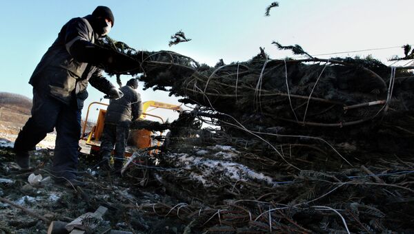 Переработка новогодних елок на ТБО во Владивостоке. Фото с места событий