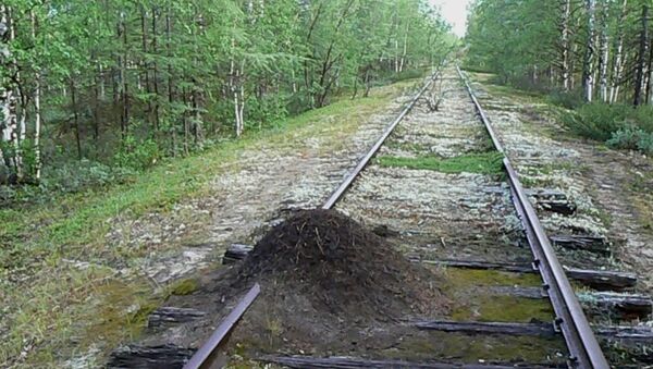 Муравейник на заброшенной железной дороге, архивное фото