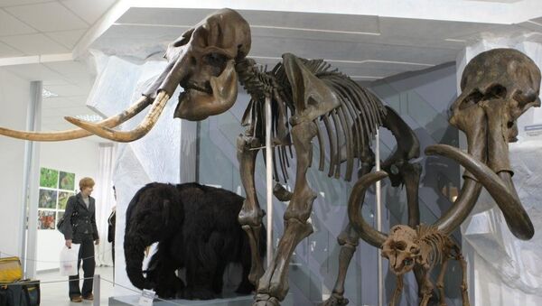 Скелет мамонта, архивное фото