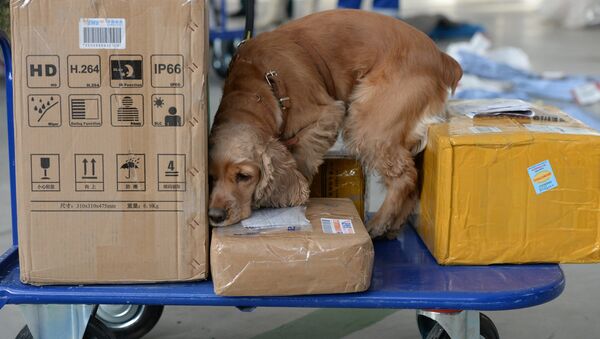 Служебная собака обследует почтовые отправления на таможенном посту. Архивное фото