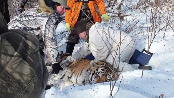 Спасение тигра в амурской тайге, фото с места события
