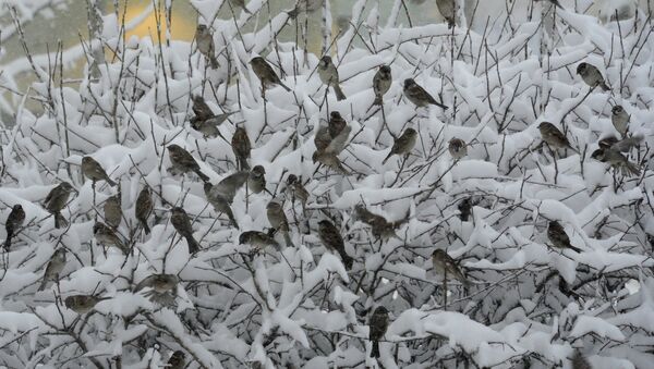 Воробьи на ветках в снегопад, архивное фото