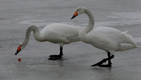 Лебединая пара на зимовке в Приморье. Архивное фото.