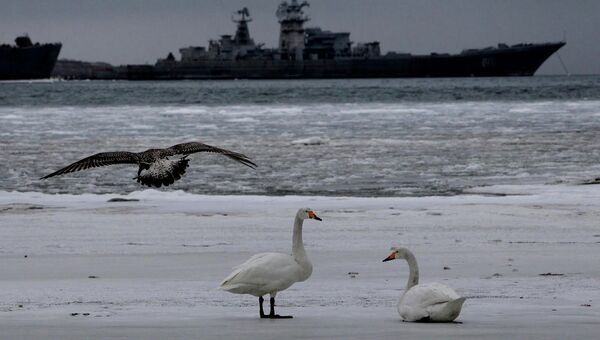 Лебединая пара, оставшаяся на зимовку в Приморье