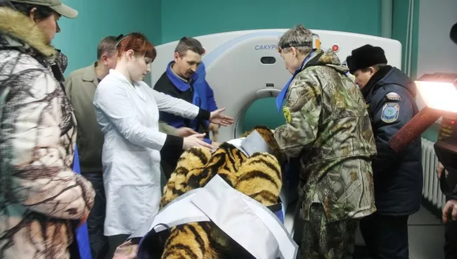 Спасение тигра в амурской тайге