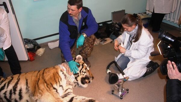 Найденный в тайге раненый амурский тигр
