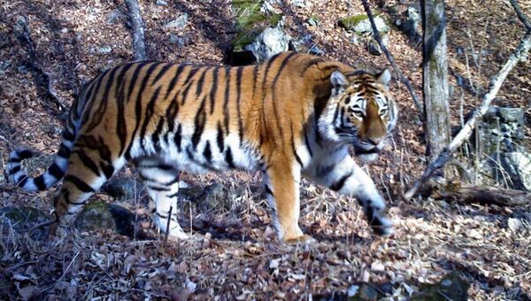 Тигрица, попавшая в объективы фотоловушек в заповеднике в Приморье. Архивное фото