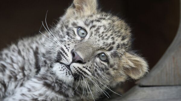 Котенок леопарда в Сочинском нацпарке