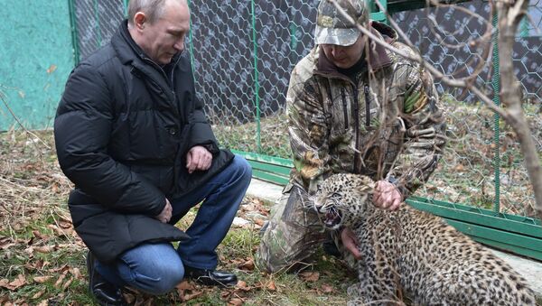 В.Путин посетил Центр разведения и реабилитации леопарда в Сочи. Фото с места события