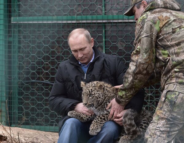 Президент России Владимир Путин во время посещения Центра разведения и реабилитации переднеазиатского леопарда. 4 февраля 2014 год