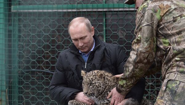Президент России Владимир Путин во время посещения Центра разведения и реабилитации переднеазиатского леопарда. 4 февраля 2014 год