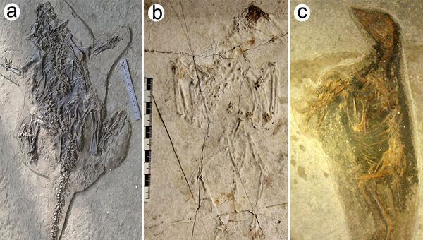 Останки древних птиц и динозавров, погребенные под пеплом давно исчезнувшего вулкана