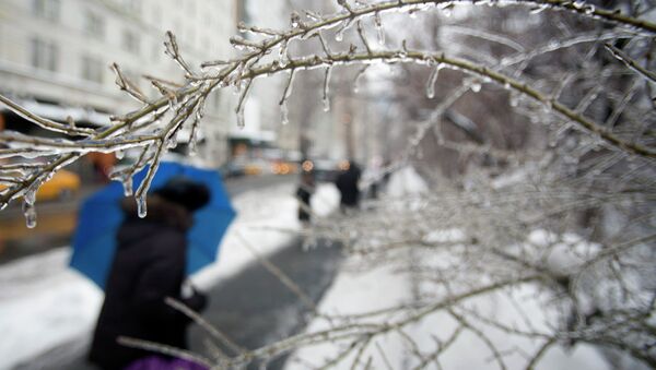 Лед покрыл ветки деревьев в Центральном парке Нью-Йорка. Фото с места событий
