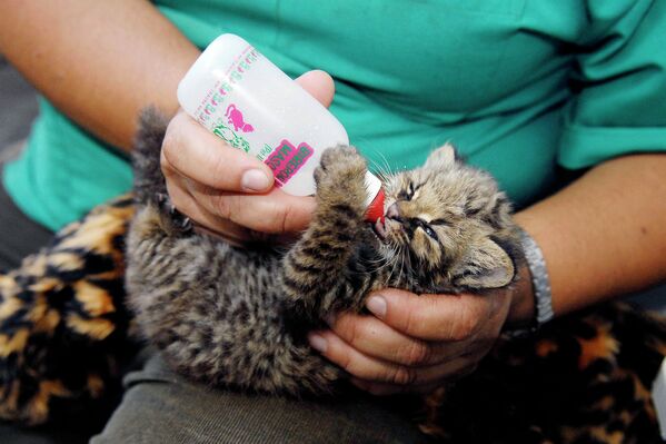 Ветеринар кормит детеныша чилийской кошки