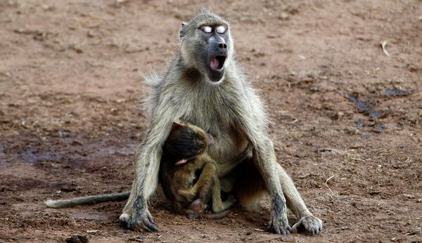 Самка бабуина кормит детеныша