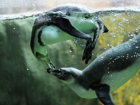 Пингвины Гумбольта в вольере Московского зоопарка