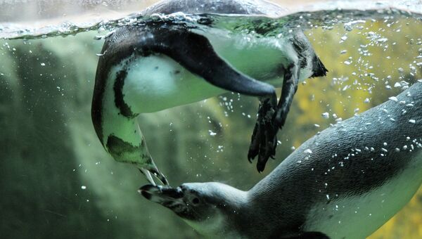 Пингвины Гумбольта. Архивное фото
