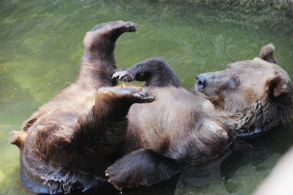 Бурый медведь нежится на солнышке в Московском зоопарке