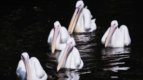 Пеликаны в зоопарке. Архивное фото