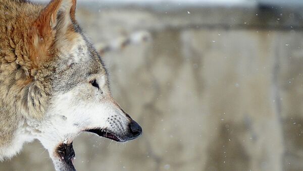 Волк зевает в Московском зоопарке. Архивное фото