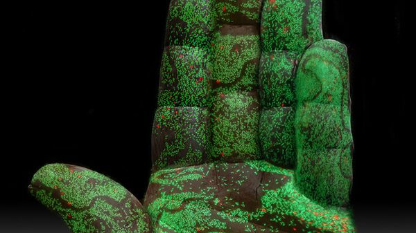 Визуализация биопленки на модели человеческой руки, показывающая, как размножаются бактерии (в 400-кратном увеличении), пережившие даже антимикробную обработку
