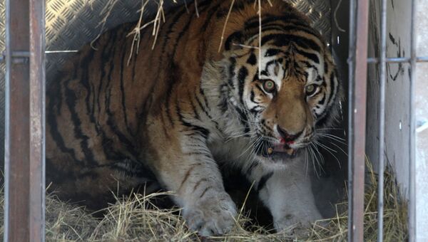 Спасенного амурского тигра доставили в сафари-парк. Архивное фото