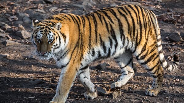 Тигрица Тайга в Приморском сафари-парке.