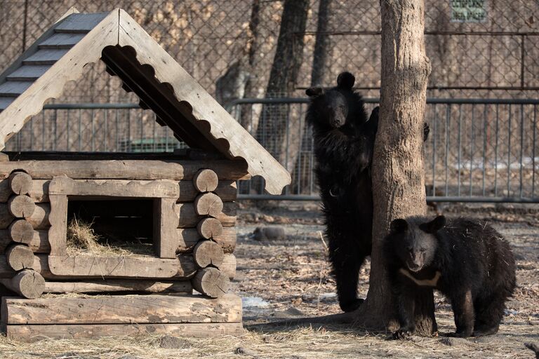 Новый дом для диких жителей Приморья появился в сафари-парке