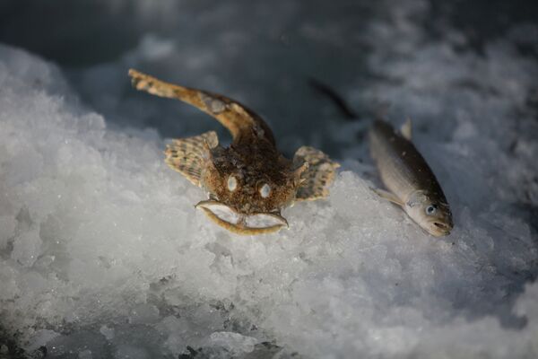 Особенности Народной рыбалки во Владивостоке