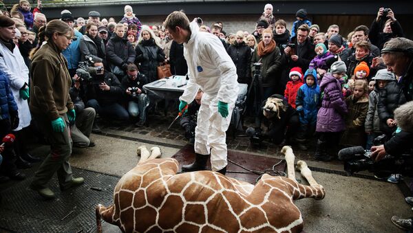 Убийство жирафа по кличке Мариус в зоопарке в Дании. Фото с места событий
