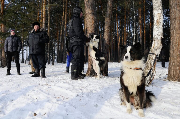 Хаски в упряжке: чемпионат по ездовому спорту прошел в Красноярске