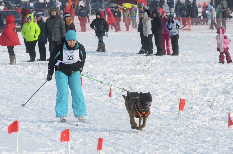 Хаски в упряжке: чемпионат по ездовому спорту прошел в Красноярске