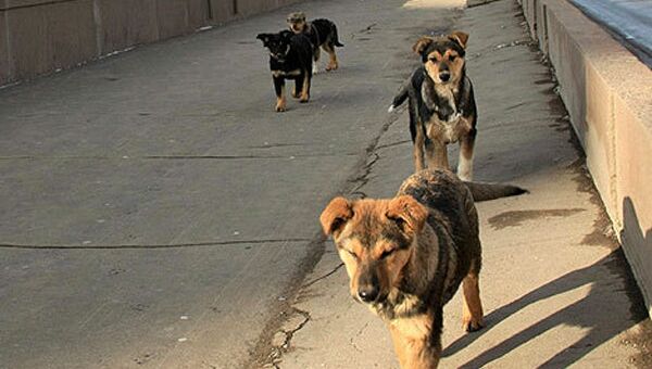 Бродячие собаки закусали до смерти пожилого калининградца