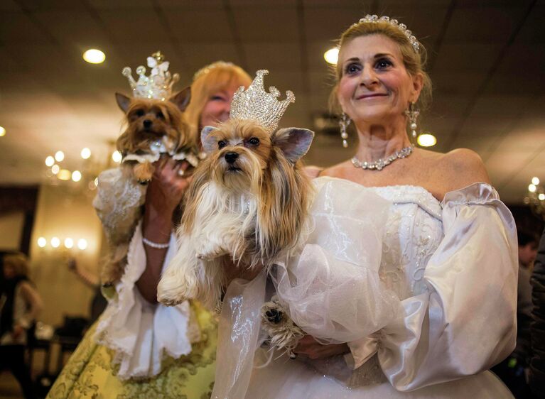 Собаки на выставке Pet Fashion Show в Нью-Йорке