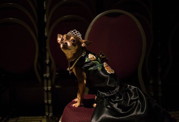 Собака на выставке Pet Fashion Show в Нью-Йорке