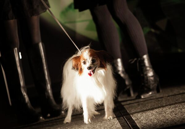 Собака на выставке Pet Fashion Show в Нью-Йорке