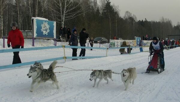 Хаски, лыжи и только вперед: в Томске впервые прошли гонки на собаках