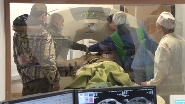 Травмированного тигра обследовали на томографе во Владивостоке