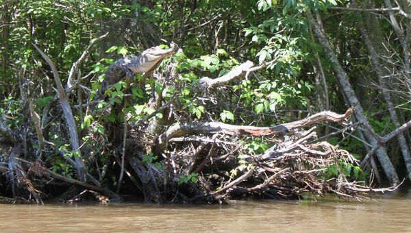 Миссисипский аллигатор на дереве, архивное фото