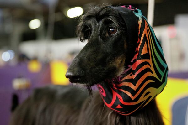 138-я выставка собак Вестминстер кеннел клаб дог-шоу (Westminster Kennel Club Dog Show) в Нью-Йорке